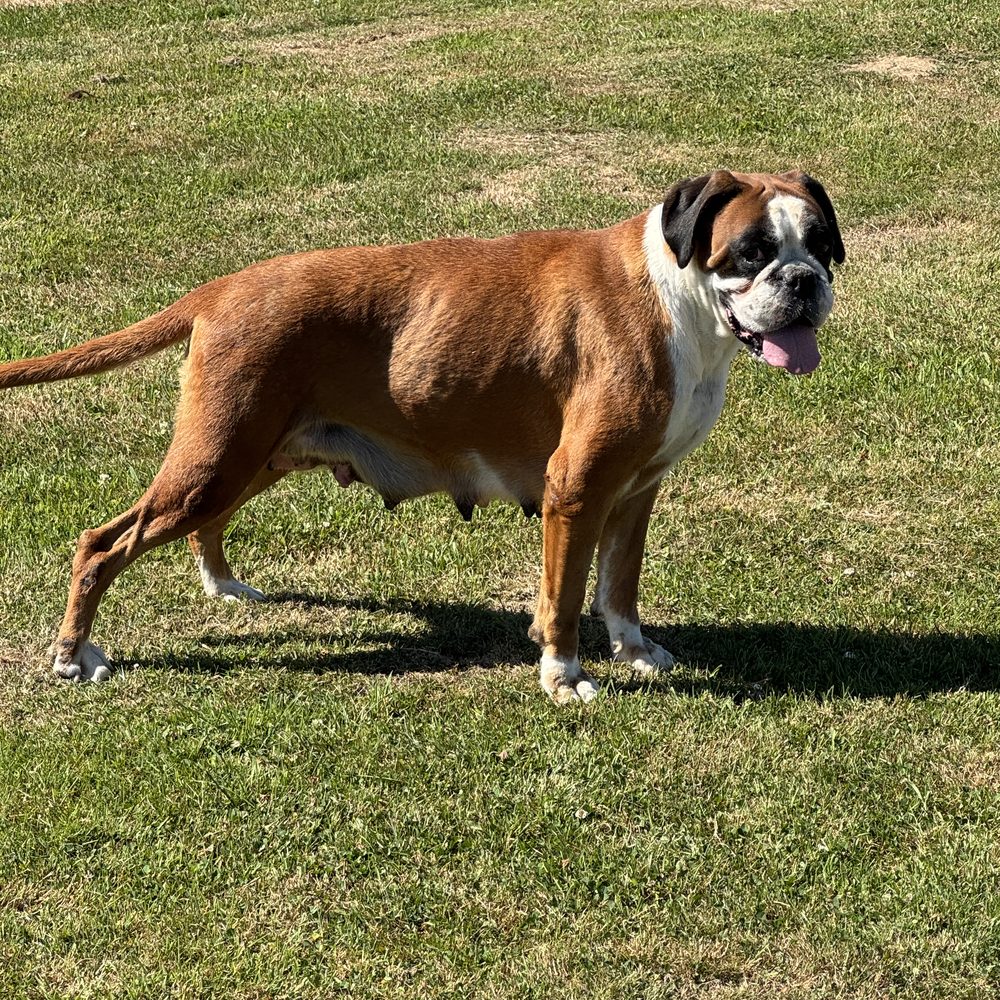 Boxer fauve aux oreilles naturelles, élevage Luxury Dogs à Brix