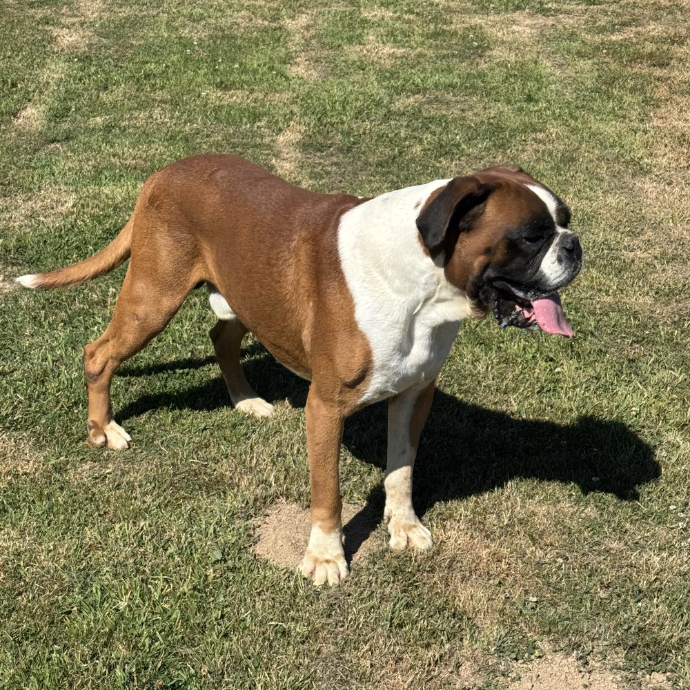 Boxer fauve et blanc dans le jardin de l'élevage à Brix (Cotentin)