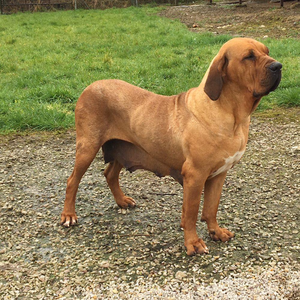 Fila Brasileiro fauve de l'élevage Luxury Dogs à Brix (Cotentin)
