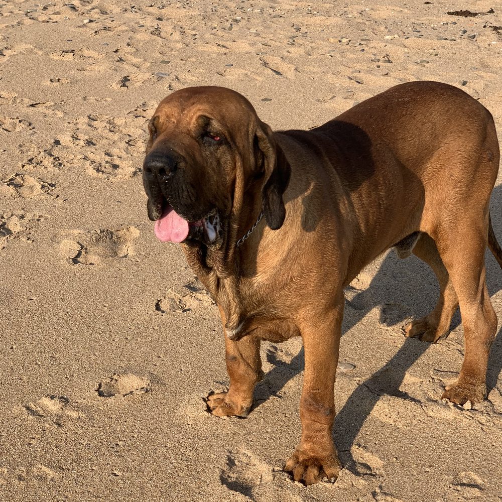 Fila Brasileiro en promenade sur une plage du Cotentin