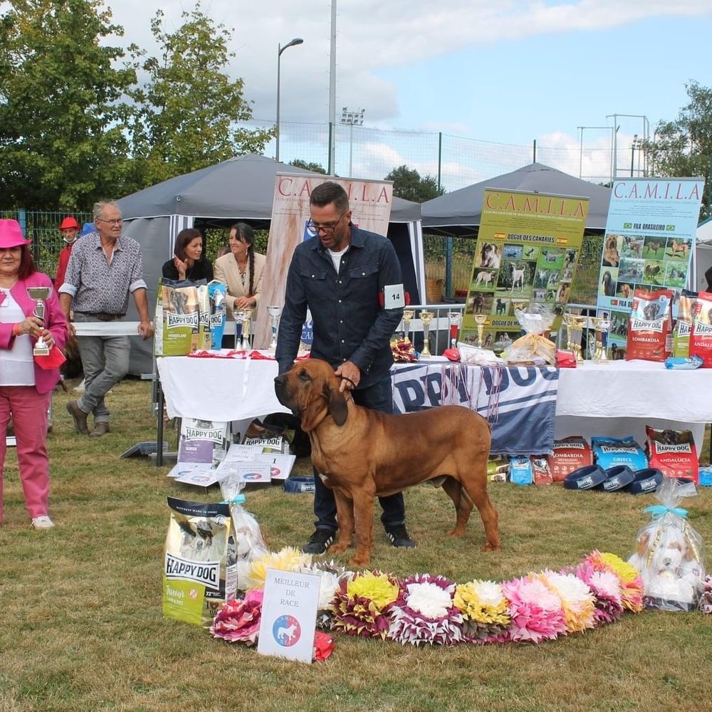 Fila Brasileiro primé Meilleur de race en exposition canine