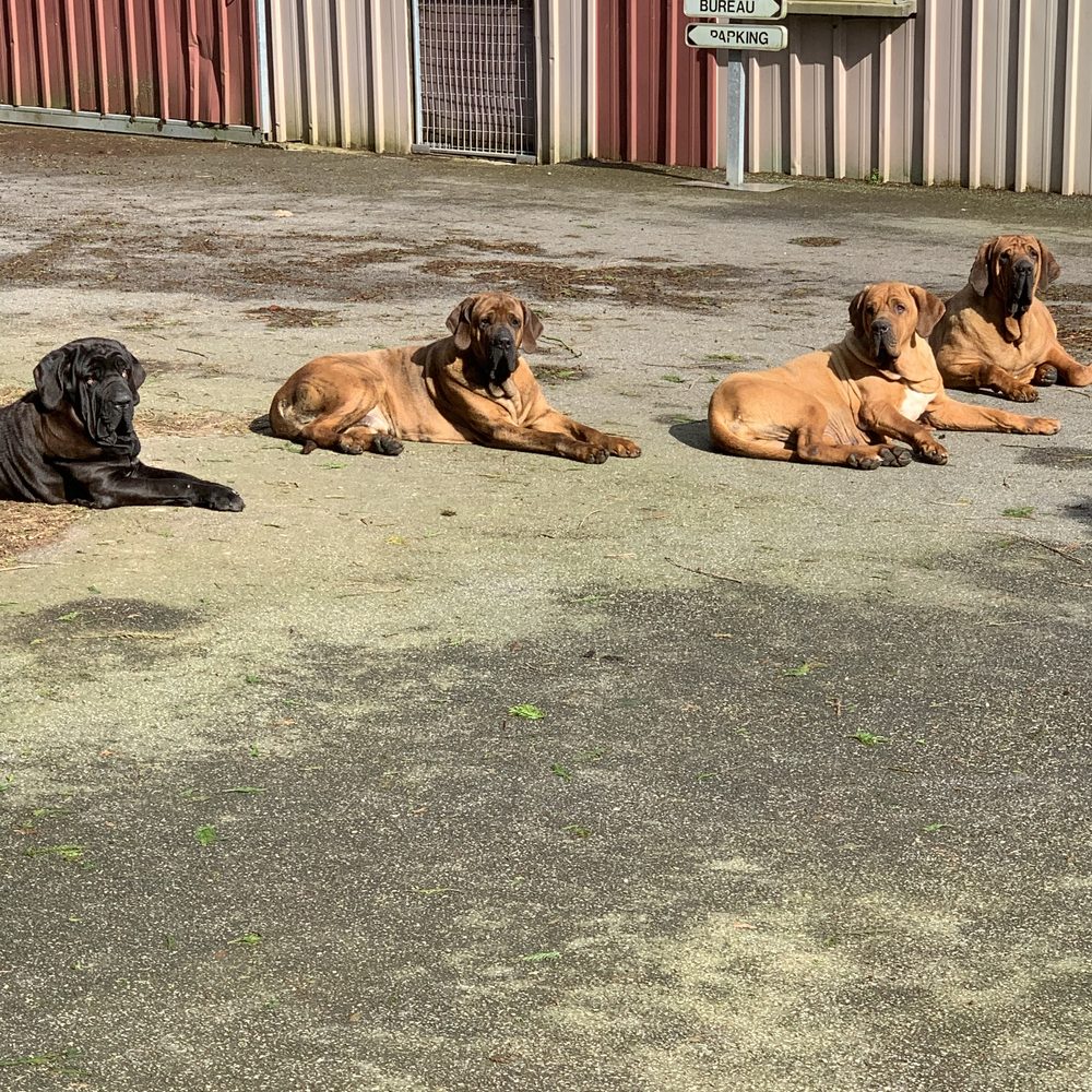 Groupe de Fila Brasileiro de l'élevage à Brix, Manche