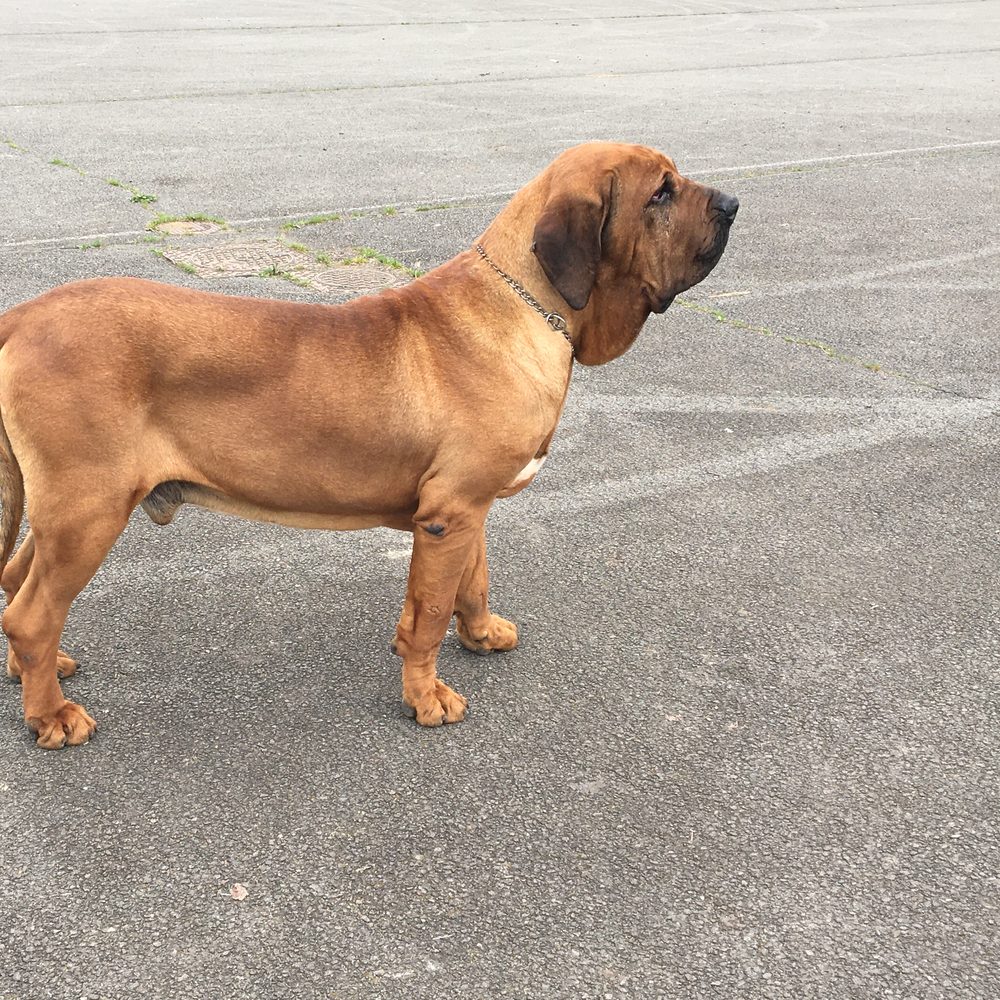 Fila Brasileiro adulte de profil, élevage familial à Brix