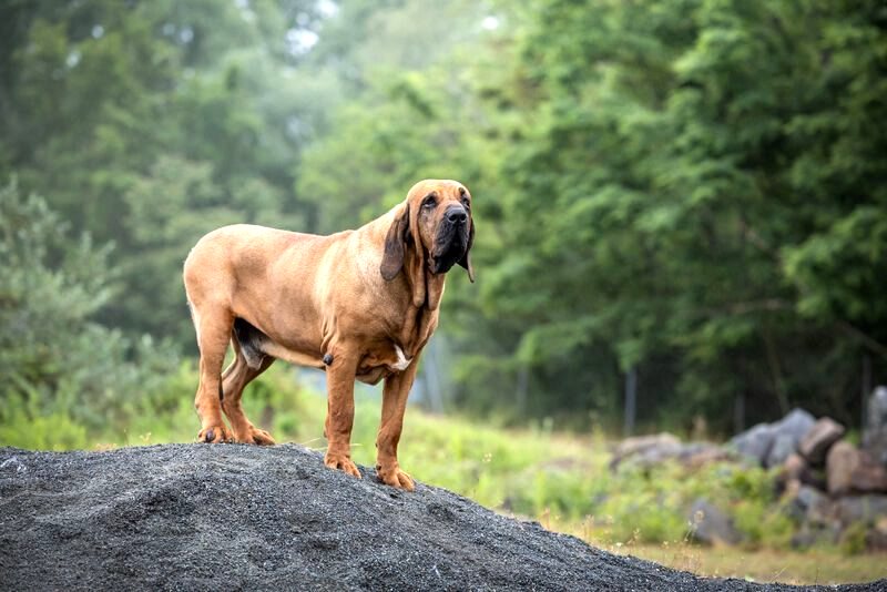 Chien de Luxury Dogs debout sur un rocher en lisière de forêt