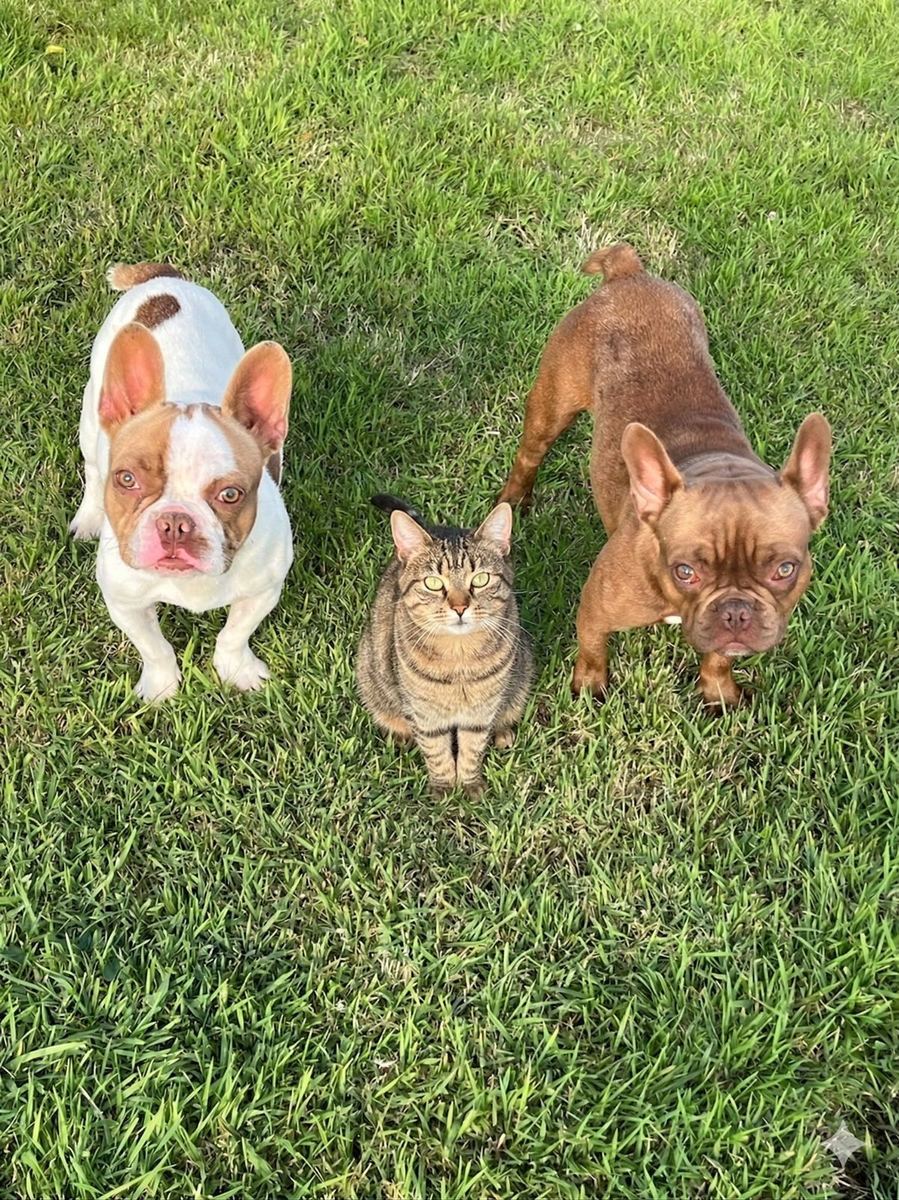 Luxury Dogs - chiens et chat