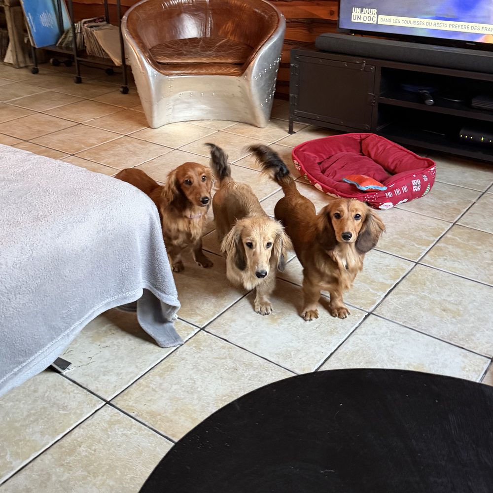 Trois Teckels à poil long de l'élevage Luxury Dogs à Brix