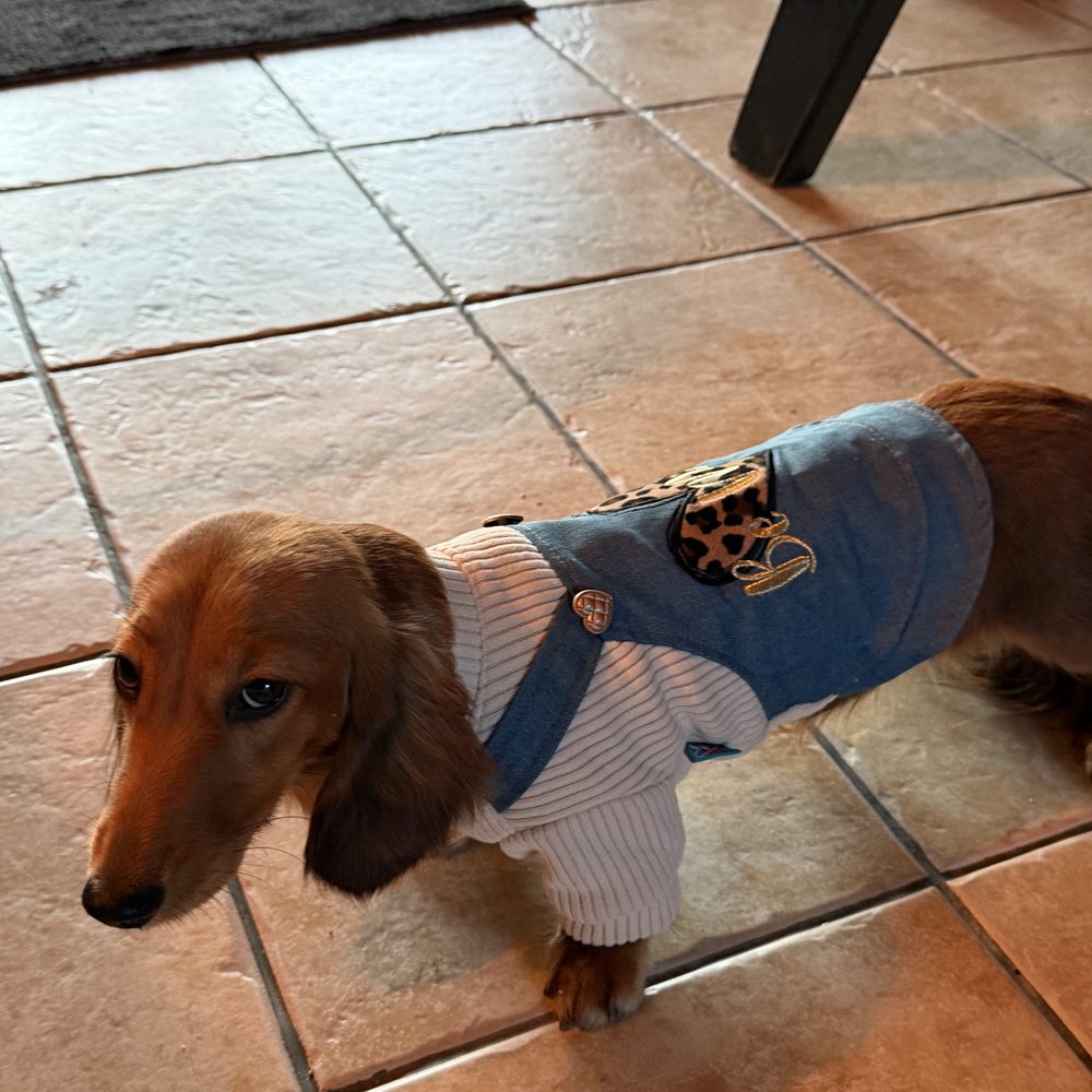 Teckel à poil long de l'élevage Luxury Dogs à Brix